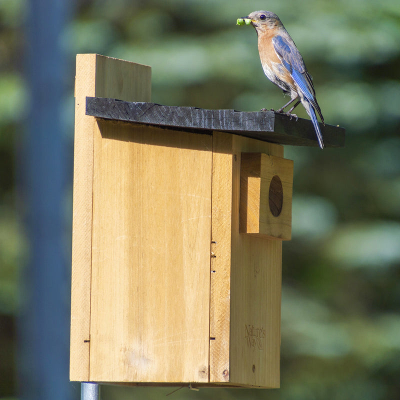Load image into Gallery viewer, Cedar Bluebird House with Viewing Window and Clean-Out Door
