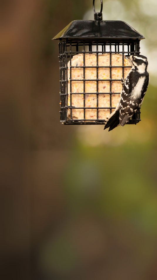 It's suet season