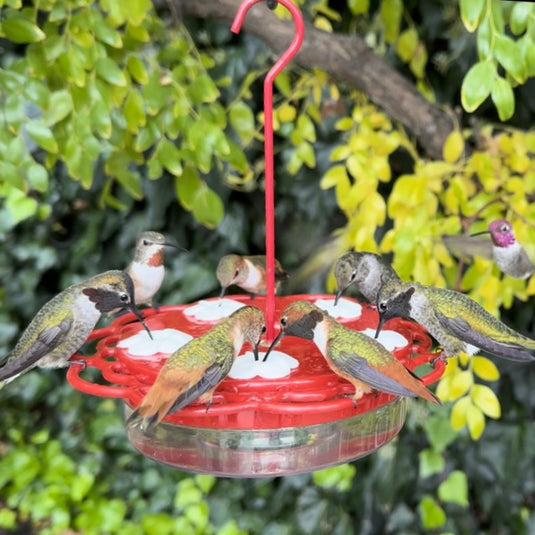 2-in-1 Red Plastic Hanging Dish or Window Mount Hummingbird Feeder