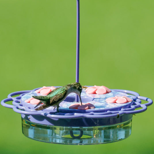 Petunia Passion Plastic Hanging Dish Hummingbird Feeder
