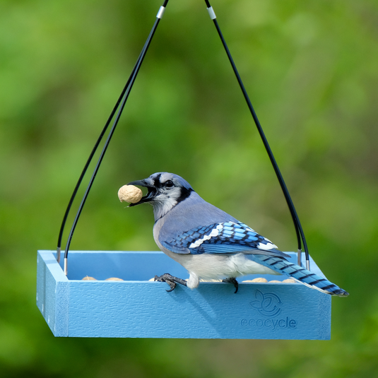 Blue Jay