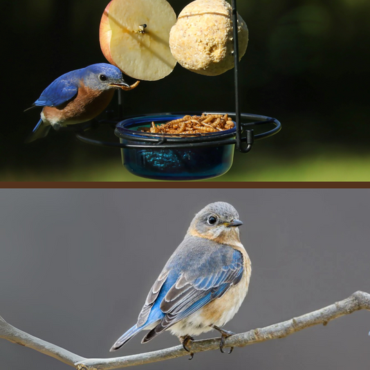 Eastern Bluebird