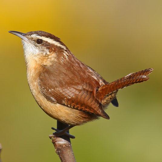 Carolina Wren