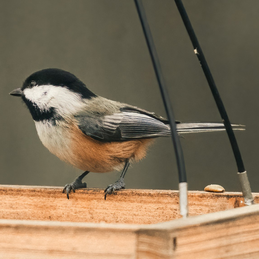 Visual bird identification guide