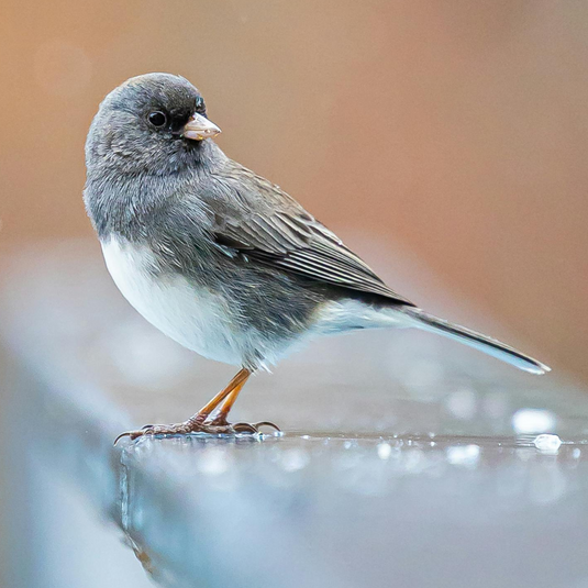 Dark-eyed Junco