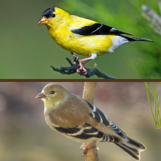 American Goldfinch