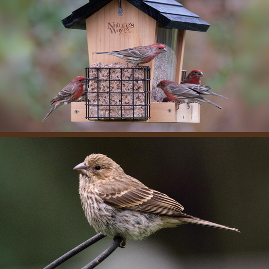 House Finch