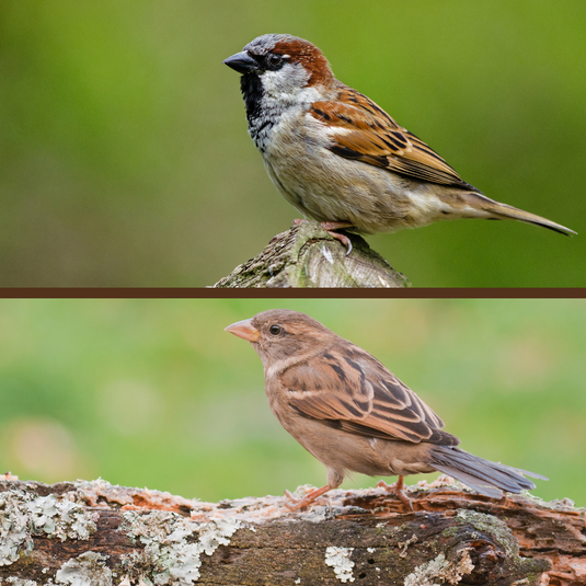 House Sparrow
