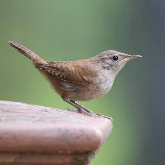 House Wren