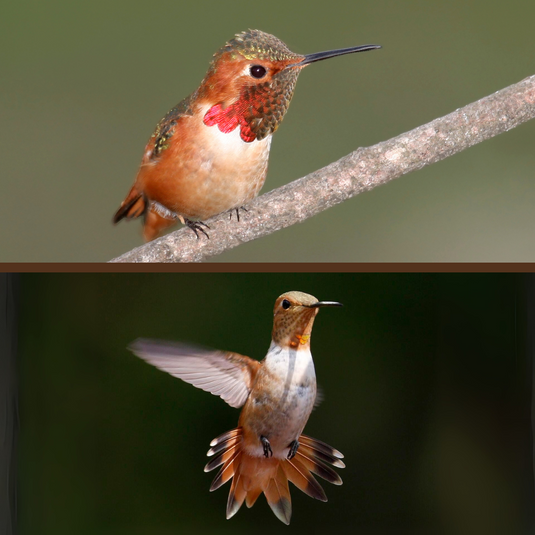 Allen's Hummingbird