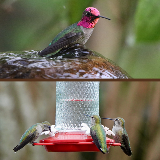 Anna's Hummingbird
