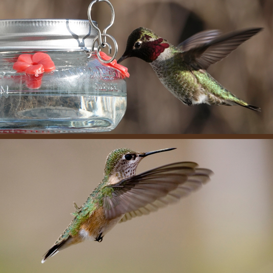 Black-chinned Hummingbird