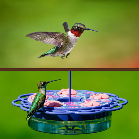 Ruby-throated Hummingbird