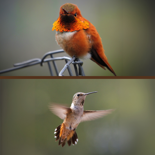 Rufous Hummingbird