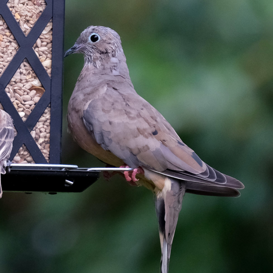 Mourning Dove