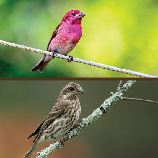 Purple Finch