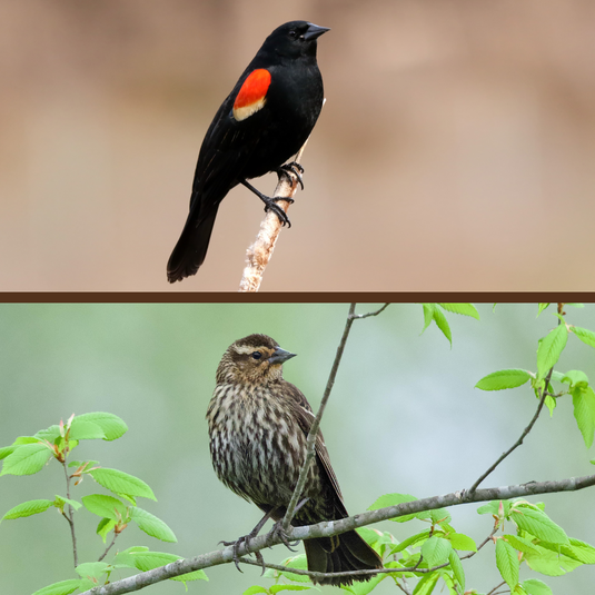 Red-winged Blackbird