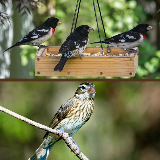 Rose-breasted Grosbeak