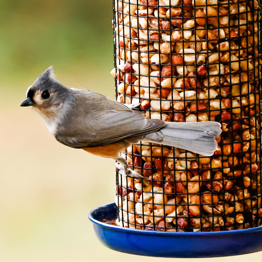 Tufted Titmouse