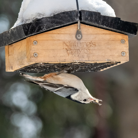 White-breasted Nuthatch