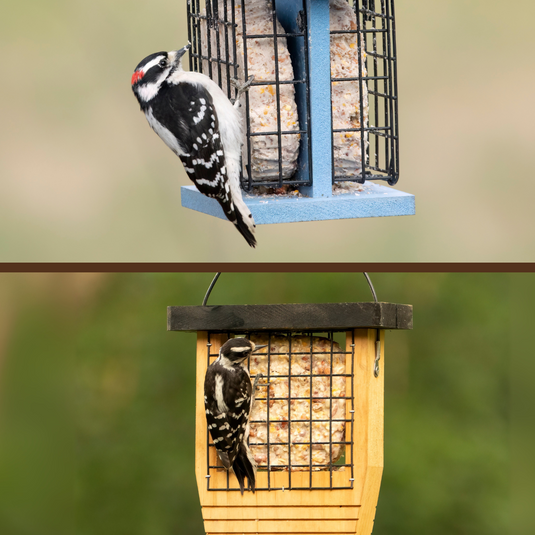 Downy Woodpecker