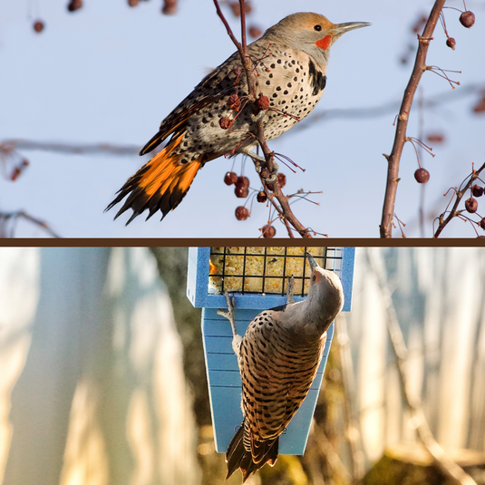 Northern Flicker
