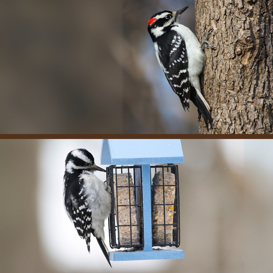 Hairy Woodpecker