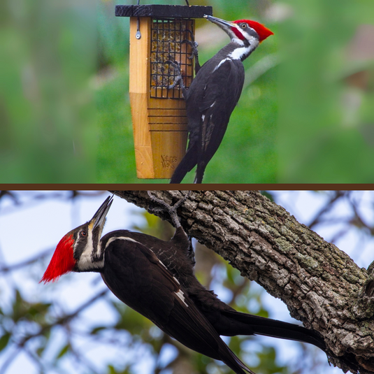 Pileated Woodpecker
