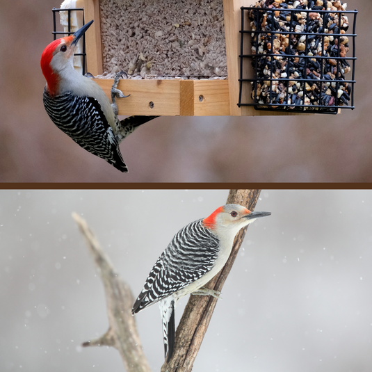 Red-bellied Woodpecker