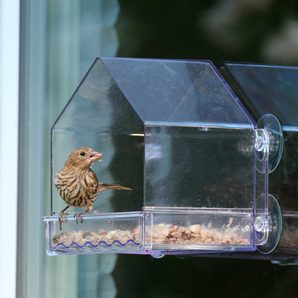 Window mounted bird deals feeders