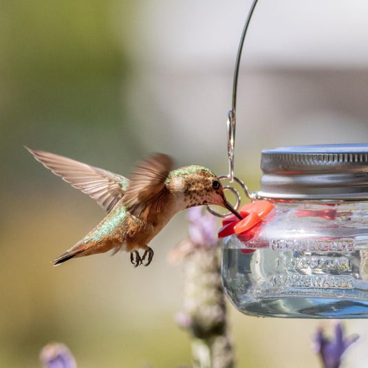 Mason Jar Glass Top-Fill Dish Hummingbird Feeder