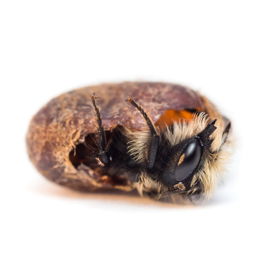 Spring Mason Bees