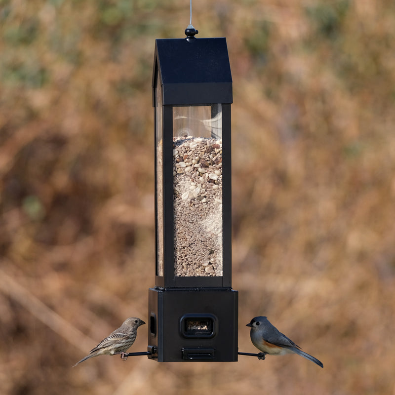 Load image into Gallery viewer, Squirrel Shield Choice Lantern Feeder
