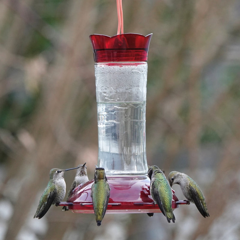 Load image into Gallery viewer, Traditional Gravity Hummingbird Feeder (Model# TGF1)

