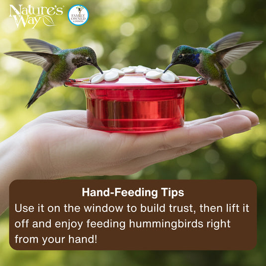 3-Pack Petite Plastic Window and Handheld Hummingbird Feeder