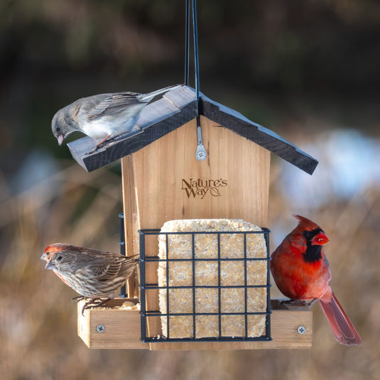 Winter bird feeders