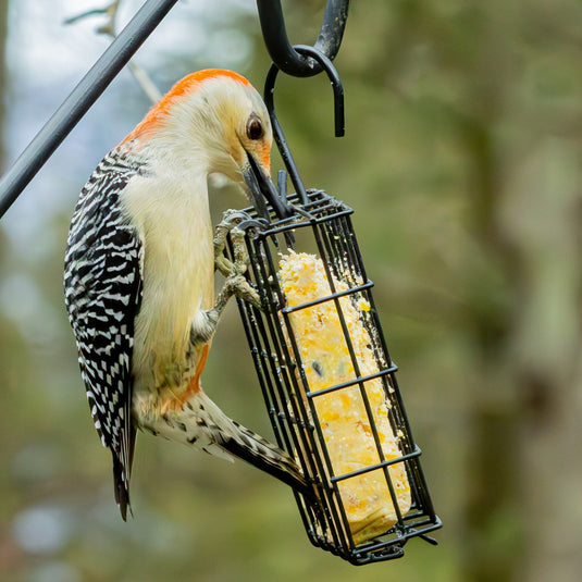 Metal Single Cake Suet Cage Bird Feeder - Single Cake