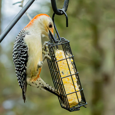 Basic Suet Cage Bird Feeder - Single Cake