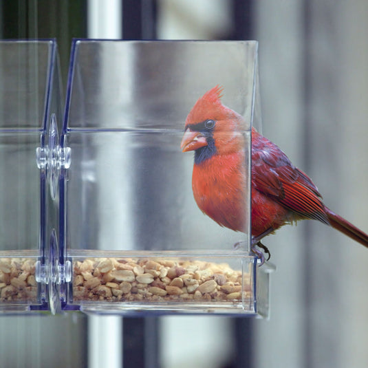 Clear View Window Feeder