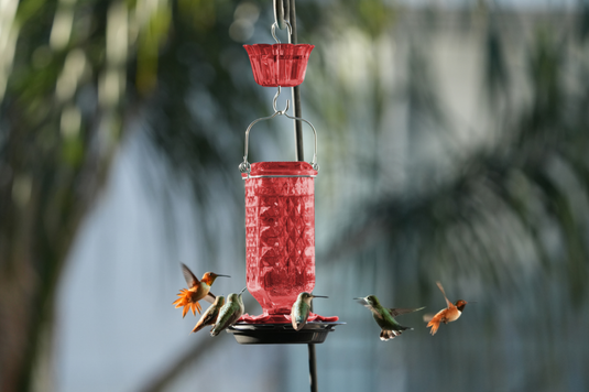 A best-in-glass hummingbird feeder