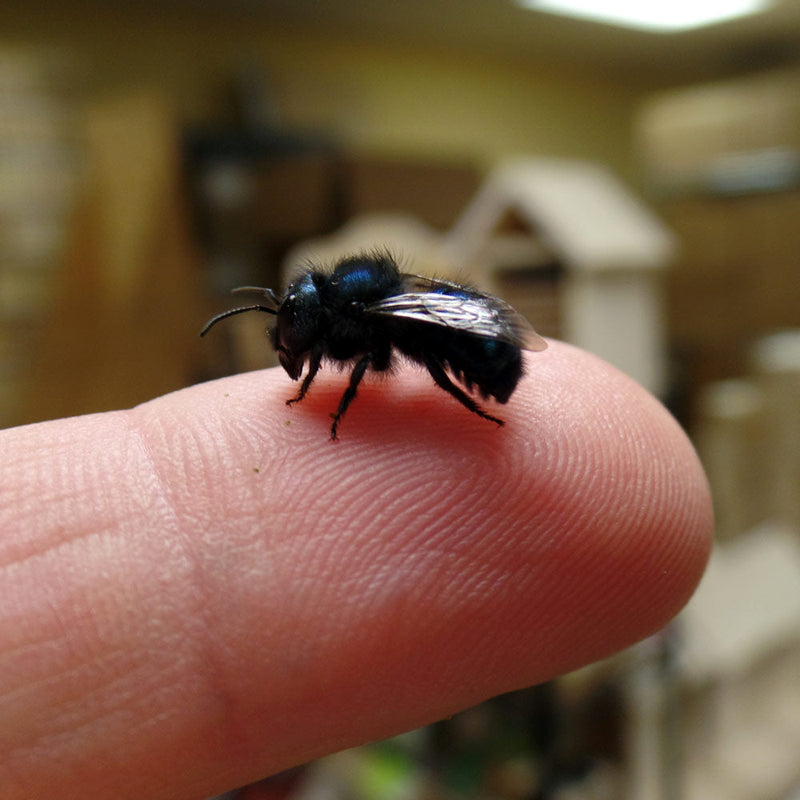 Load image into Gallery viewer, Spring Mason Bees
