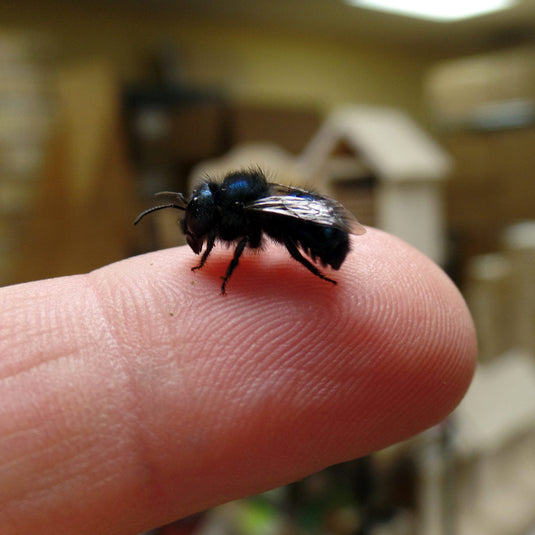 Spring Mason Bees