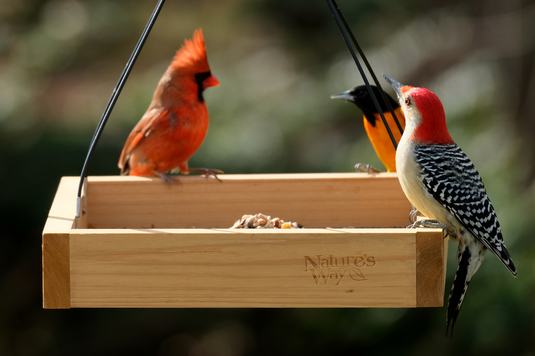 How to attract the widest variety of birds