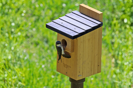 Raising a bird family