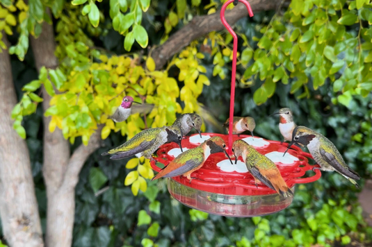 The best bird feeders for spring