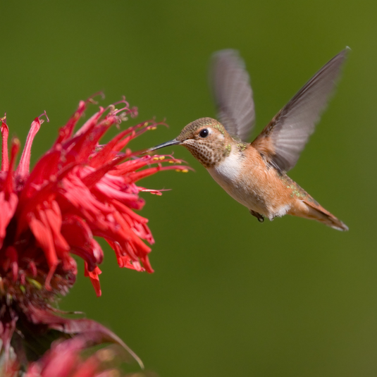 10 plants that attract hummingbirds