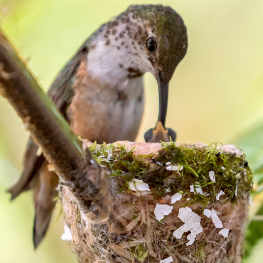 Natural shelter