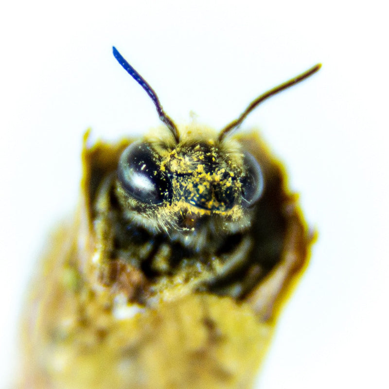 Load image into Gallery viewer, Summer Leafcutter Bees - 200 ct

