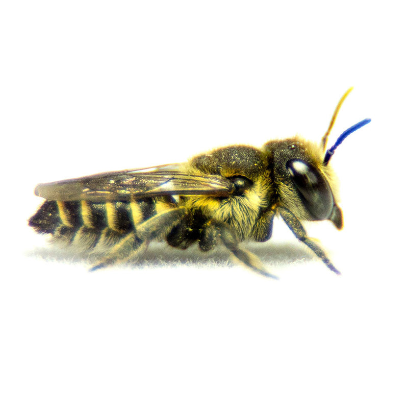 Load image into Gallery viewer, Summer Leafcutter Bees - 200 ct
