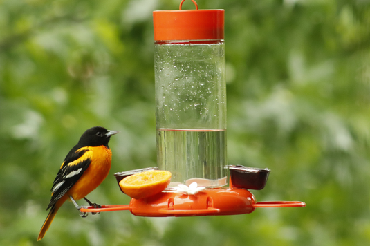 Attract the extraordinary oriole